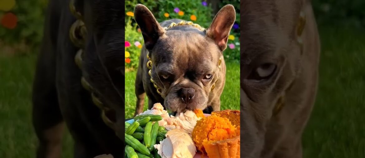 Rare Isabella Frenchie’s FIRST ASMR Mukbang   #ASMRDog #FrenchBulldog #IsabellaFrenchie #DogEating