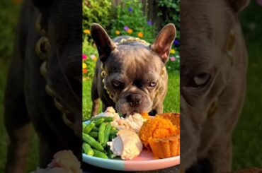 Rare Isabella Frenchie’s FIRST ASMR Mukbang   #ASMRDog #FrenchBulldog #IsabellaFrenchie #DogEating