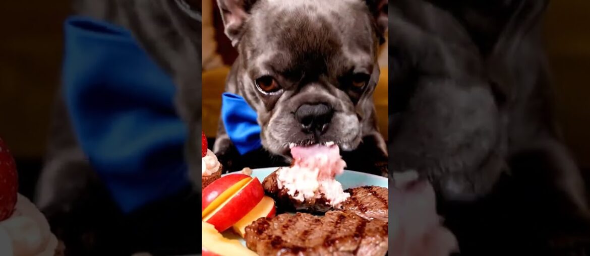 Rare Isabella Frenchie’s FIRST ASMR Mukbang   #ASMRDog #FrenchBulldog #IsabellaFrenchie #DogEating