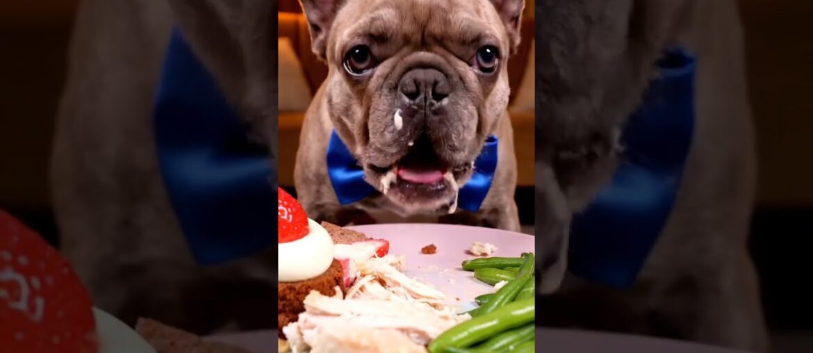Rare Isabella Frenchie’s FIRST ASMR Mukbang   #ASMRDog #FrenchBulldog #IsabellaFrenchie #DogEating