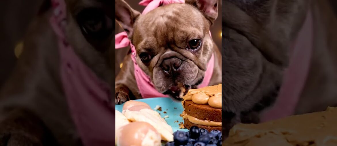 Rare Isabella Frenchie’s FIRST ASMR Mukbang   #ASMRDog #FrenchBulldog #IsabellaFrenchie #DogEating