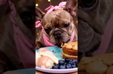 Rare Isabella Frenchie’s FIRST ASMR Mukbang   #ASMRDog #FrenchBulldog #IsabellaFrenchie #DogEating