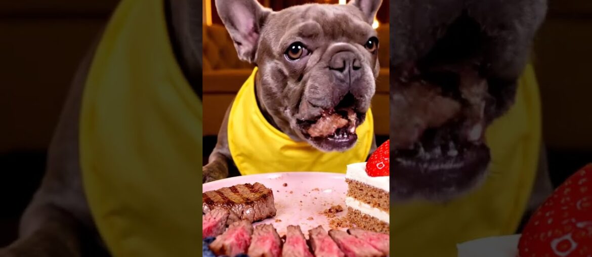 Rare Isabella Frenchie’s FIRST ASMR Mukbang   #ASMRDog #FrenchBulldog #IsabellaFrenchie #DogEating