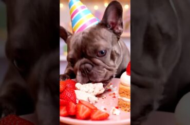 Rare Isabella Frenchie’s FIRST ASMR Mukbang   #ASMRDog #FrenchBulldog #IsabellaFrenchie #DogEating