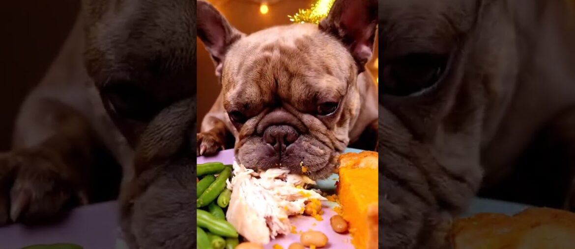 Rare Isabella Frenchie’s FIRST ASMR Mukbang   #ASMRDog #FrenchBulldog #IsabellaFrenchie #DogEating