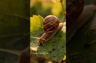 I searched for her for 3 hours in the French vineyards. The result will surprise you.
