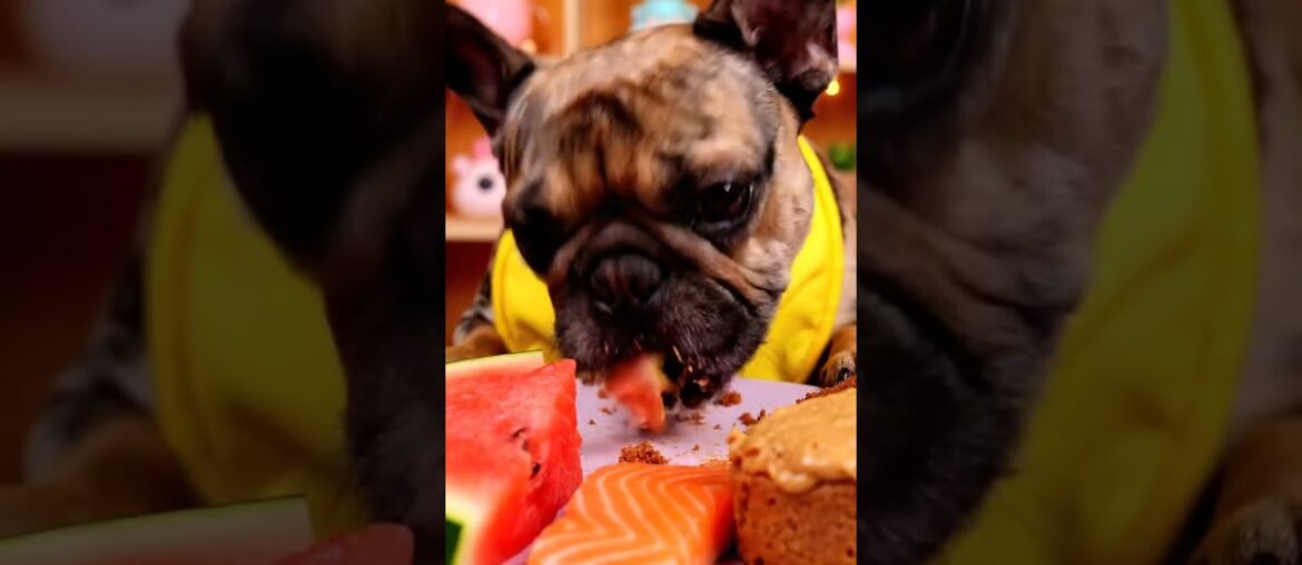 Rare Isabella Frenchie’s FIRST ASMR Mukbang   #ASMRDog #FrenchBulldog #IsabellaFrenchie #DogEating