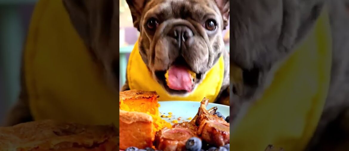 Rare Isabella Frenchie’s FIRST ASMR Mukbang   #ASMRDog #FrenchBulldog #IsabellaFrenchie #DogEating