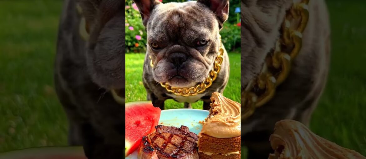 Rare Isabella Frenchie’s FIRST ASMR Mukbang   #ASMRDog #FrenchBulldog #IsabellaFrenchie #DogEating