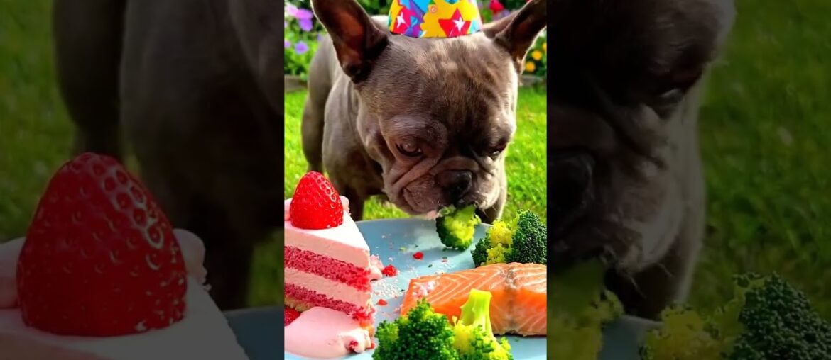 Rare Isabella Frenchie’s FIRST ASMR Mukbang   #ASMRDog #FrenchBulldog #IsabellaFrenchie #DogEating