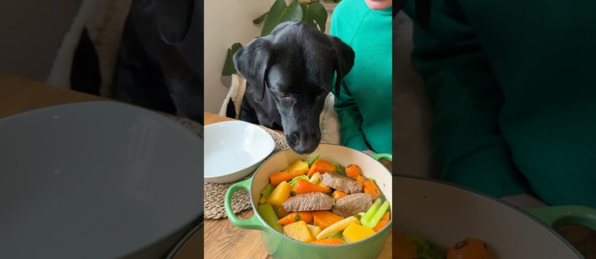 Dog friendly French dish for Root #animals #youtubeshorts #cute #puppy #foodie
