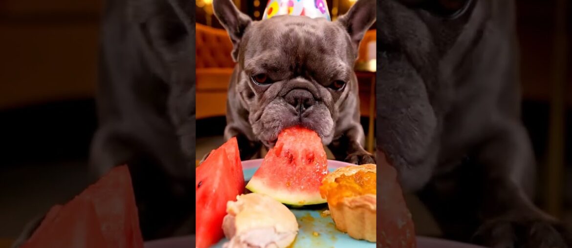 Rare Isabella Frenchie’s FIRST ASMR Mukbang   #ASMRDog #FrenchBulldog #IsabellaFrenchie #DogEating