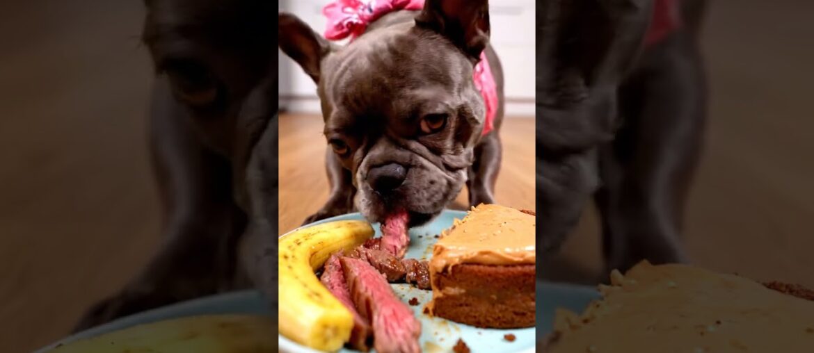 Rare Isabella Frenchie’s FIRST ASMR Mukbang   #ASMRDog #FrenchBulldog #IsabellaFrenchie #DogEating