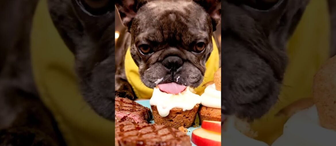 Rare Isabella Frenchie’s FIRST ASMR Mukbang   #ASMRDog #FrenchBulldog #IsabellaFrenchie #DogEating