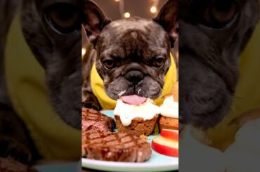 Rare Isabella Frenchie’s FIRST ASMR Mukbang   #ASMRDog #FrenchBulldog #IsabellaFrenchie #DogEating