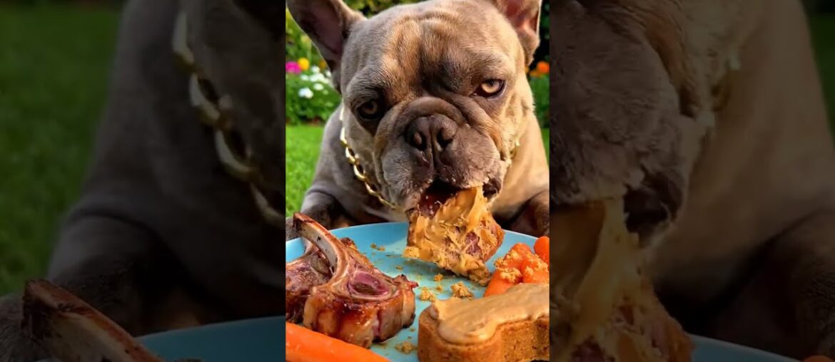 Rare Isabella Frenchie’s FIRST ASMR Mukbang   #ASMRDog #FrenchBulldog #IsabellaFrenchie #DogEating