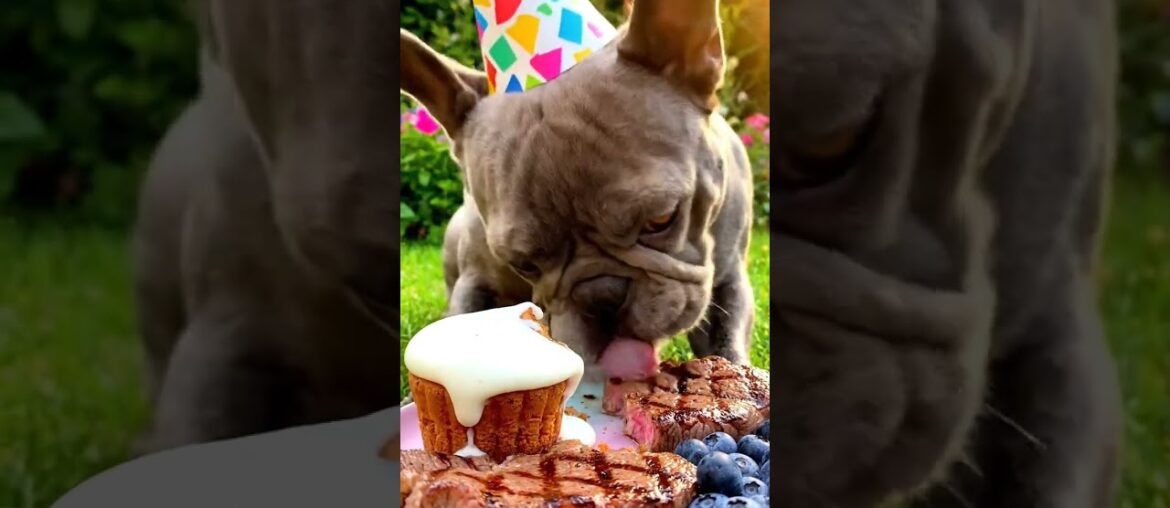 Rare Isabella Frenchie’s FIRST ASMR Mukbang   #ASMRDog #FrenchBulldog #IsabellaFrenchie #DogEating
