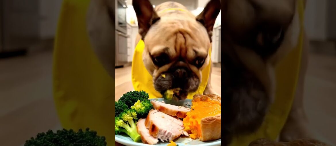 Rare Isabella Frenchie’s FIRST ASMR Mukbang #ASMRDog #FrenchBulldog #IsabellaFrenchie #DogEating Rare Isabella Frenchie’s FIRST ASMR Mukbang #ASMRDog #FrenchBulldog #IsabellaFrenchie #DogEating