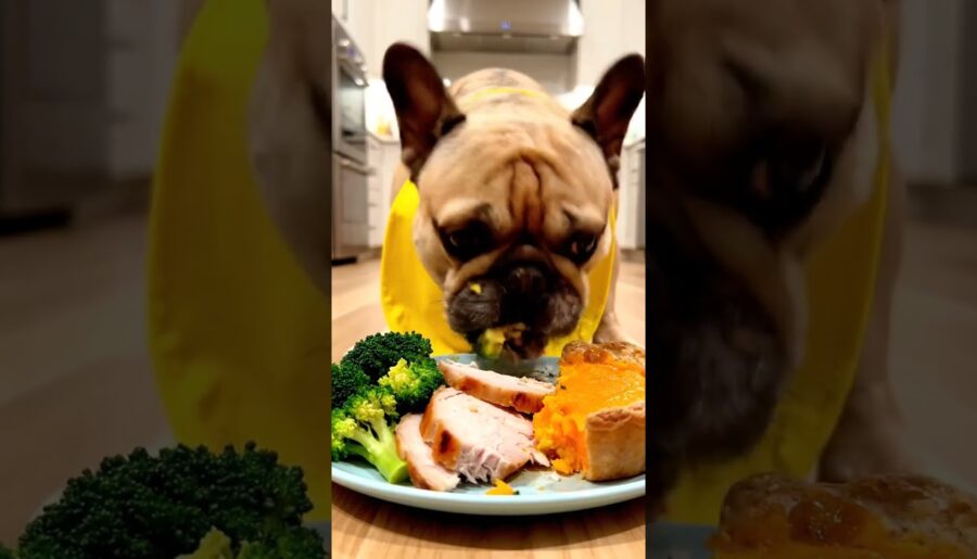 Rare Isabella Frenchie’s FIRST ASMR Mukbang #ASMRDog #FrenchBulldog #IsabellaFrenchie #DogEating
