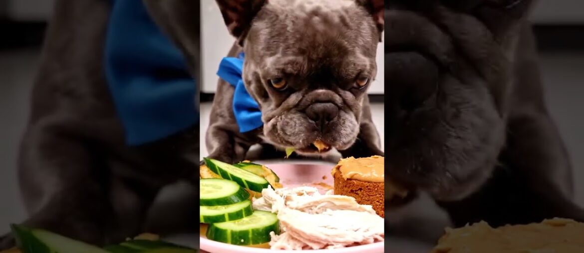 Rare Isabella Frenchie’s FIRST ASMR Mukbang #ASMRDog #FrenchBulldog #IsabellaFrenchie #DogEating Rare Isabella Frenchie’s FIRST ASMR Mukbang #ASMRDog #FrenchBulldog #IsabellaFrenchie #DogEating