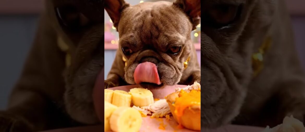 Rare Isabella Frenchie’s FIRST ASMR Mukbang   #ASMRDog #FrenchBulldog #IsabellaFrenchie #DogEating