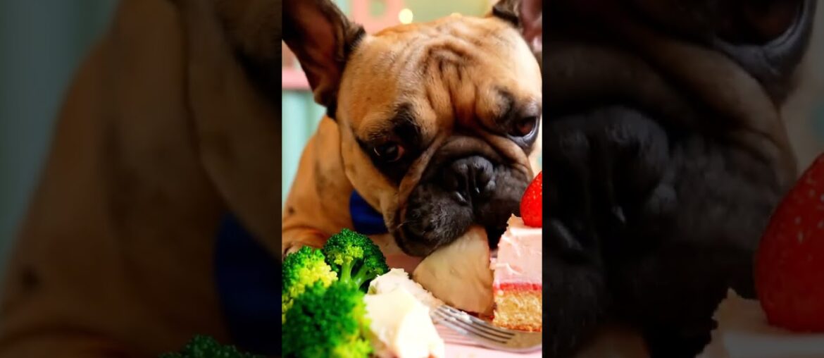 Rare Isabella Frenchie’s FIRST ASMR Mukbang   #ASMRDog #FrenchBulldog #IsabellaFrenchie #DogEating
