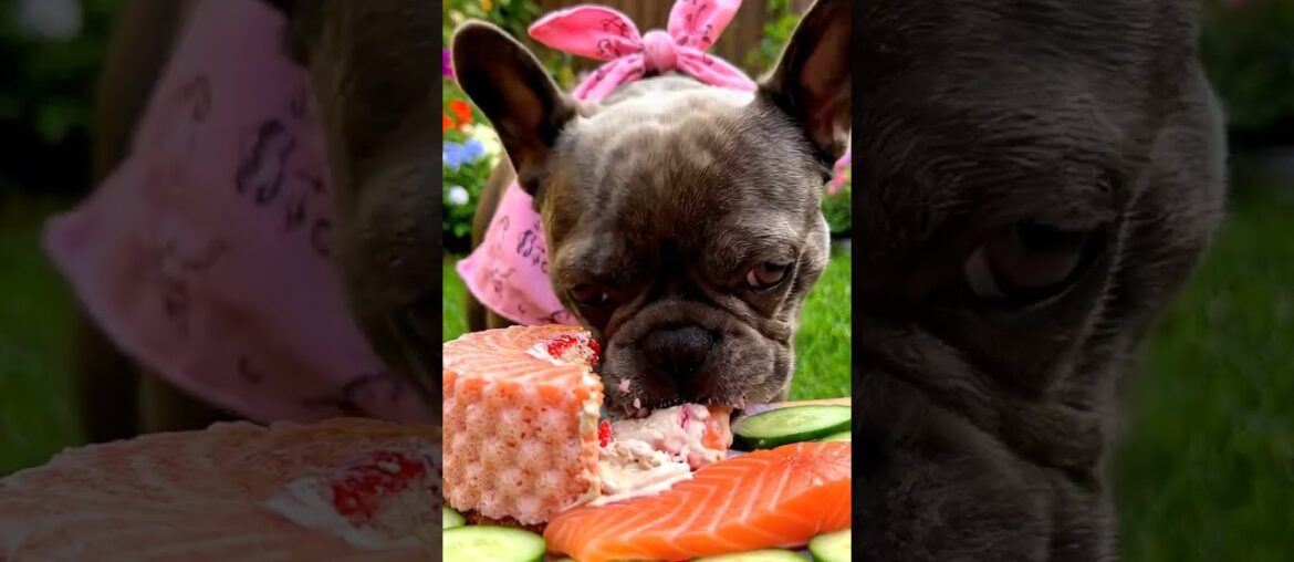Rare Isabella Frenchie’s FIRST ASMR Mukbang   #ASMRDog #FrenchBulldog #IsabellaFrenchie #DogEating
