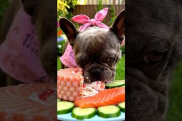 Rare Isabella Frenchie’s FIRST ASMR Mukbang   #ASMRDog #FrenchBulldog #IsabellaFrenchie #DogEating