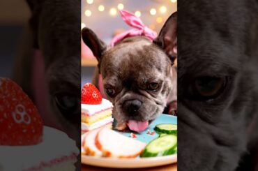 Rare Isabella Frenchie’s FIRST ASMR Mukbang   #ASMRDog #FrenchBulldog #IsabellaFrenchie #DogEating