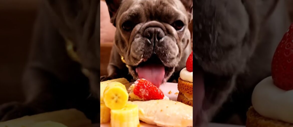 Rare Isabella Frenchie’s FIRST ASMR Mukbang   #ASMRDog #FrenchBulldog #IsabellaFrenchie #DogEating
