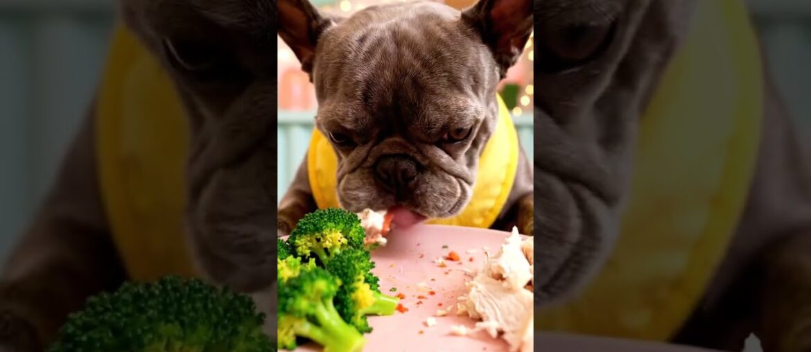 Rare Isabella Frenchie’s FIRST ASMR Mukbang   #ASMRDog #FrenchBulldog #IsabellaFrenchie #DogEating