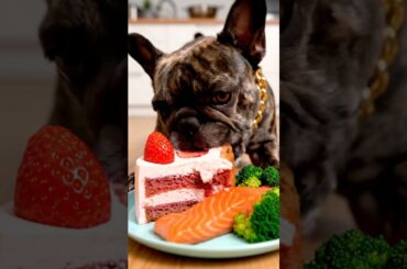 Rare Isabella Frenchie’s FIRST ASMR Mukbang   #ASMRDog #FrenchBulldog #IsabellaFrenchie #DogEating