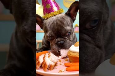Rare Isabella Frenchie’s FIRST ASMR Mukbang   #ASMRDog #FrenchBulldog #IsabellaFrenchie #DogEating