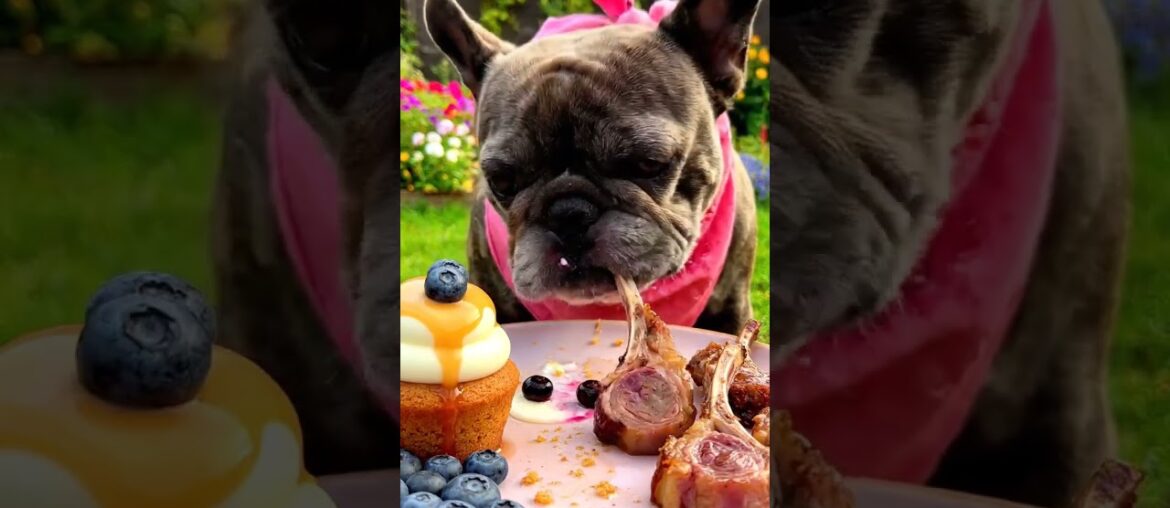 Rare Isabella Frenchie’s FIRST ASMR Mukbang   #ASMRDog #FrenchBulldog #IsabellaFrenchie #DogEating