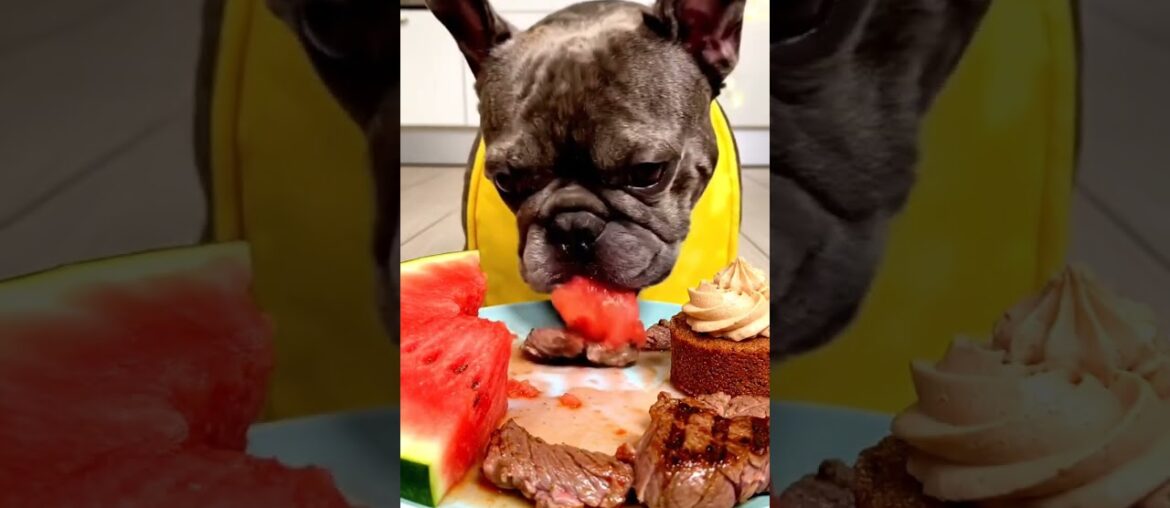 Rare Isabella Frenchie’s FIRST ASMR Mukbang   #ASMRDog #FrenchBulldog #IsabellaFrenchie #DogEating