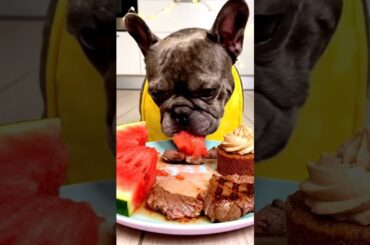 Rare Isabella Frenchie’s FIRST ASMR Mukbang   #ASMRDog #FrenchBulldog #IsabellaFrenchie #DogEating