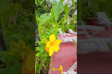 The Best Amazon Lodge in Peru? Corto Maltes Amazonia in Puerto Maldonado