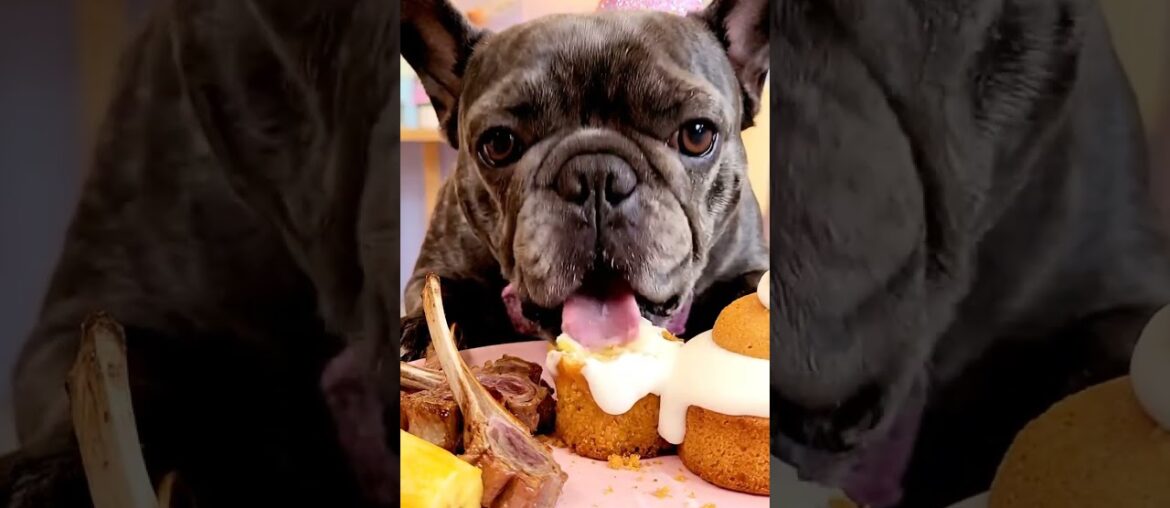 Rare Isabella Frenchie’s FIRST ASMR Mukbang   #ASMRDog #FrenchBulldog #IsabellaFrenchie #DogEating
