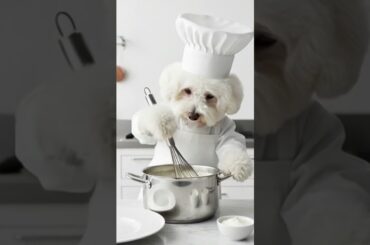 🇨🇵비숑 셰프의 우아한 프렌치 다이닝🍽 'Elegant French Dining with a Bichon Chef' 🍽
