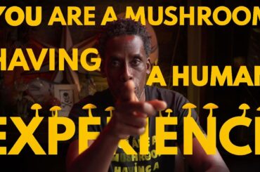 You are a Mushroom having a Human Experience | Darren Le Baron