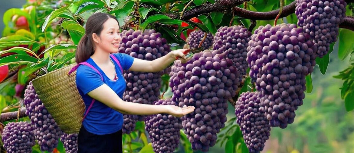 Harvest Rare French Grapes in a Greenhouse Farm & Sold Out Fast | Ingredients For Wine Masterpieces