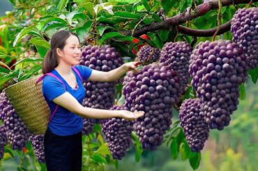 Harvest Rare French Grapes in a Greenhouse Farm & Sold Out Fast | Ingredients For Wine Masterpieces