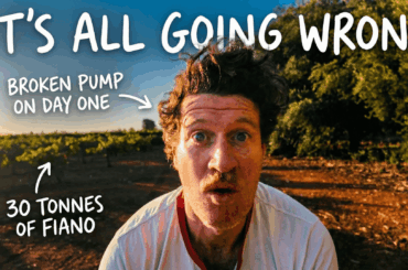 Our pump seized on the first day of vintage — here's what the first week of harvest actually looks like