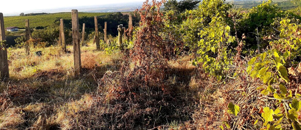 So Im cleaning peace of land in Czech Republic, where used to be old vineyard and Im gonna plant there new one.. wish me luck