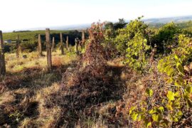 So Im cleaning peace of land in Czech Republic, where used to be old vineyard and Im gonna plant there new one.. wish me luck