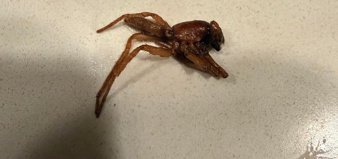 Found this bug in a sealed bottle of wine.