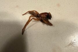 Found this bug in a sealed bottle of wine.