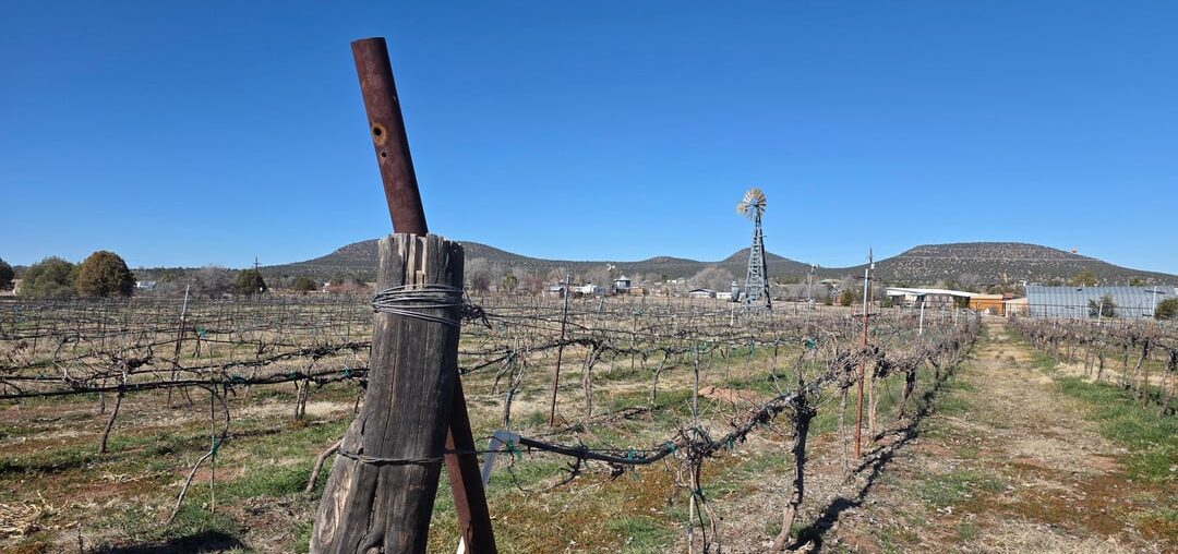 Bruzzi Vineyard in Young, Arizona