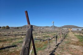 Bruzzi Vineyard in Young, Arizona