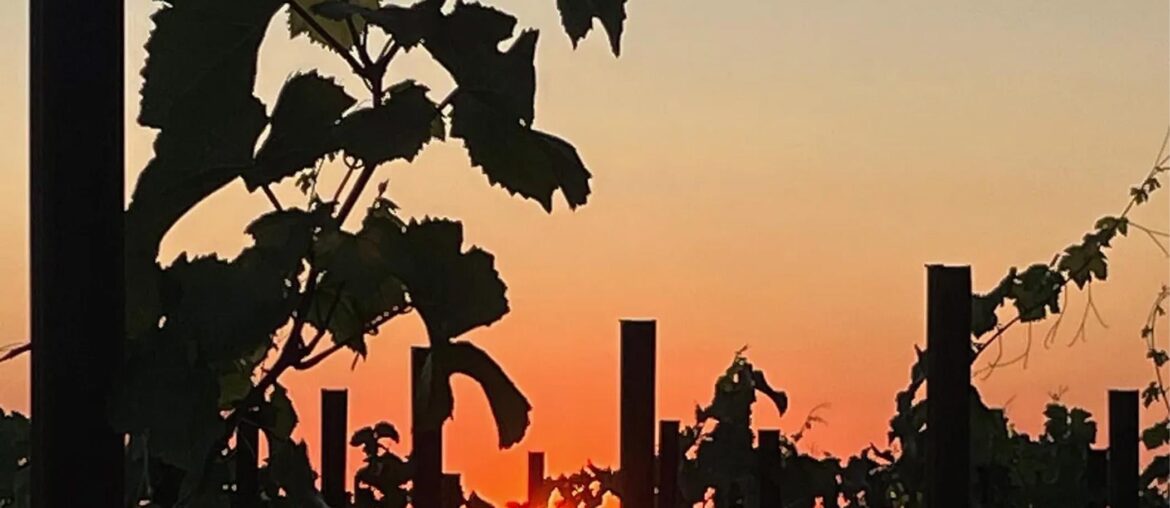 Wine needs a new social contract